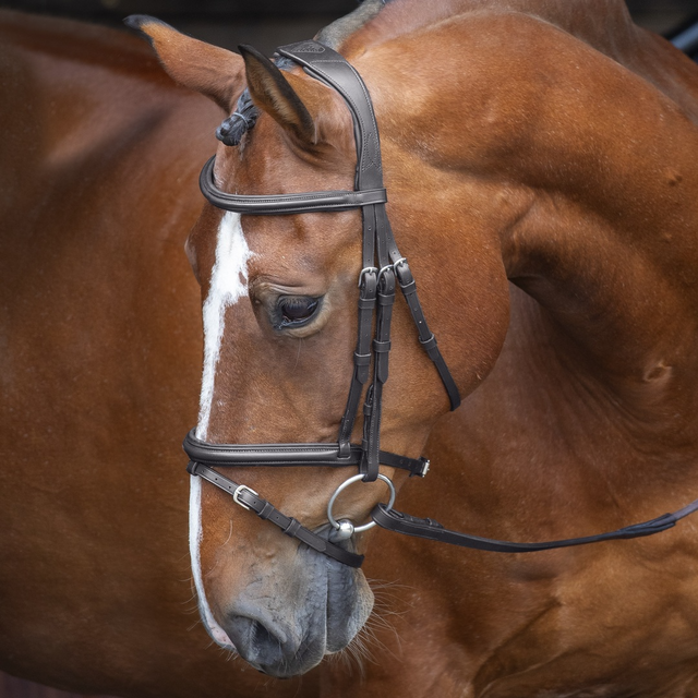 Shires Velociti RAPIDA Padded Raised Flash Bridle #colour_black