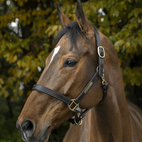 Norton Club Head Collar With Double Ajustment #colour_black