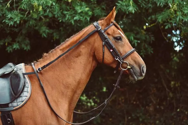 Mackey Equisential Anti-Grazing Reins