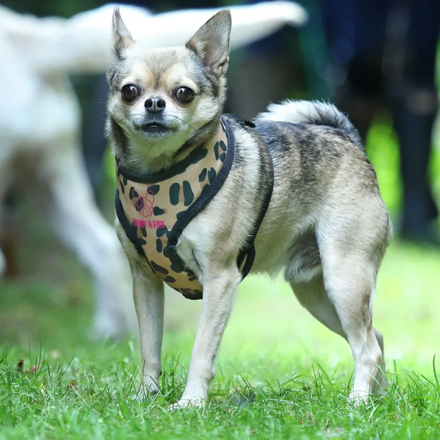 Shires Digby & Fox Leopard Print Harness #colour_leopard